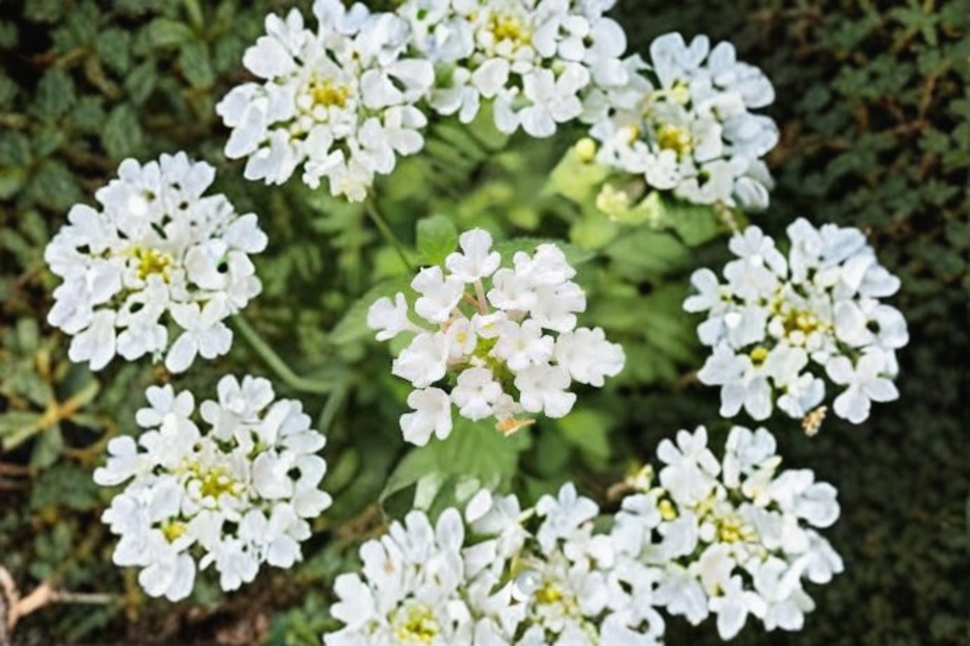 Trailing White Lantana Live Plants - 4–6 Inch Starter Set - Lantana camara Groundcover with White Flowers