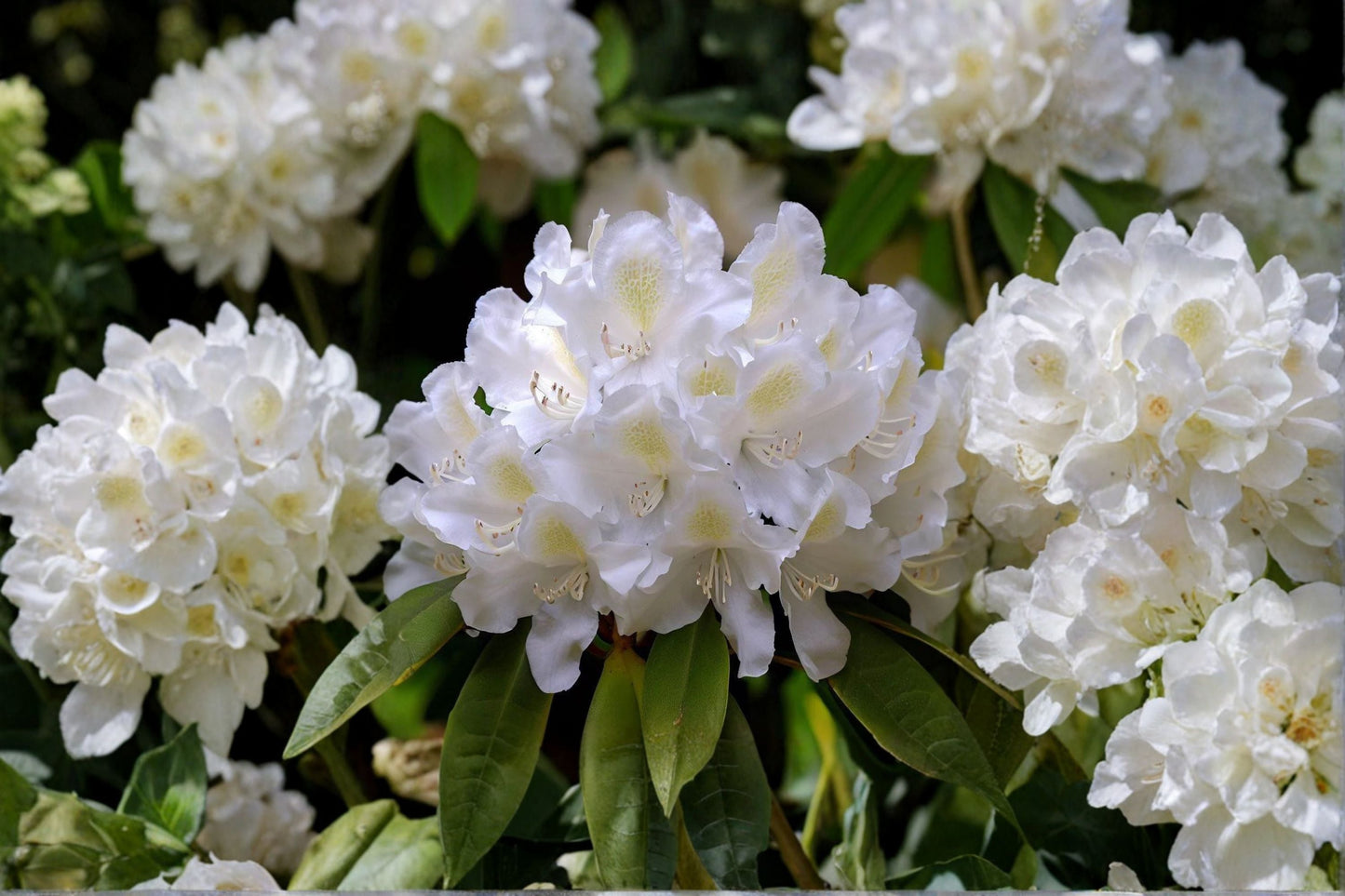 Great Laurel Rhododendron Live Bare Root Plant - Rhododendron maximum, White to Pink Flowers, Native Evergreen Shrub