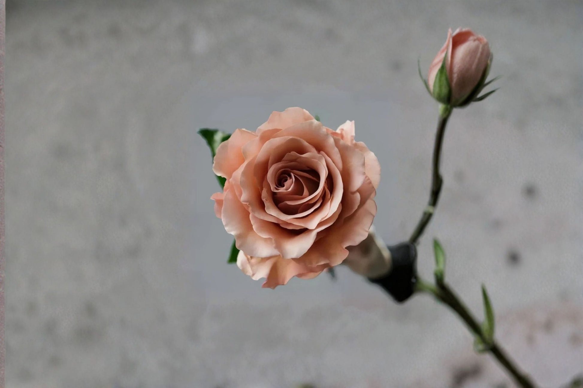 Moab Rose Live Plant - Vintage Apricot Brown Garden Rose - Rosa hybrid - Earthy Tones - Perfect for Floral Arrangements