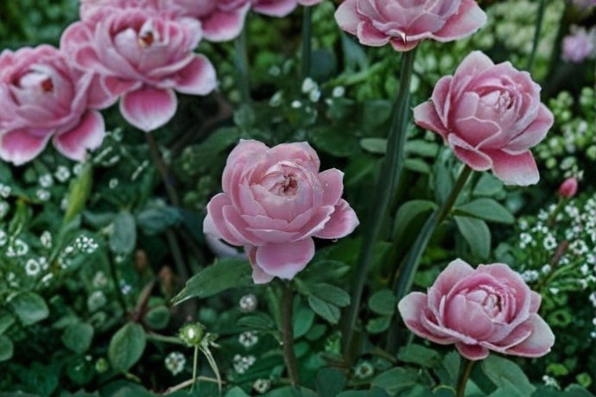 Roselyne Rose Live Plant - Disease Resistant Shrub Cut Rose - Rosa hybrid - Easy Care, Pink Blooms, Repeat Flowering