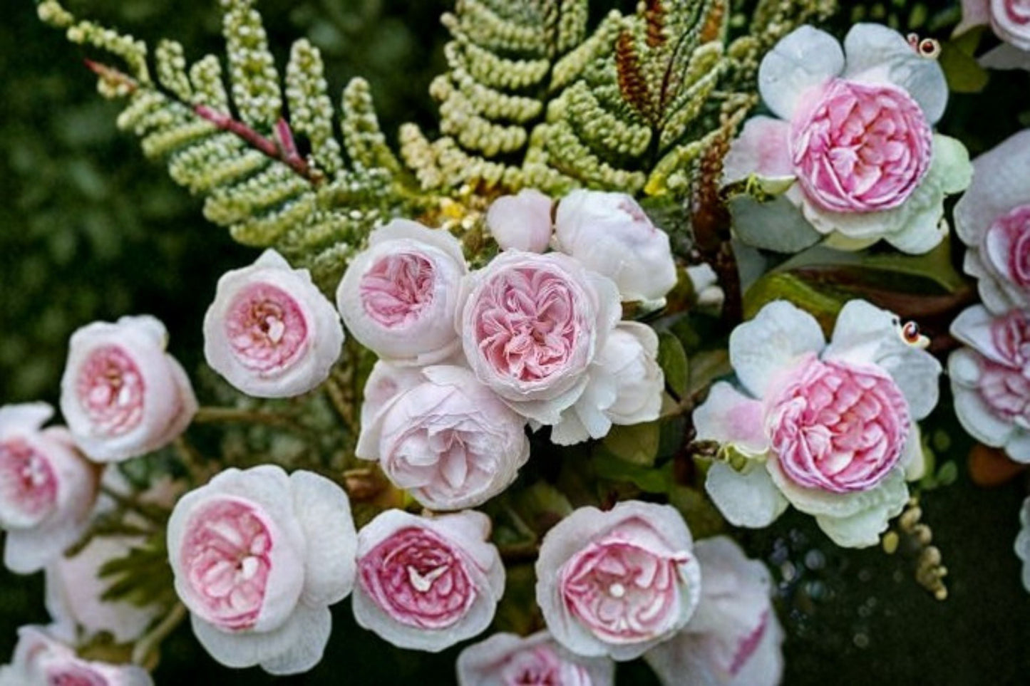 Earth Angel Rose Live Plant - 1.5 Gal Blush Pink Floribunda Rose, Rosa 'Earth Angel', Fragrant Peony-Shaped Blooms