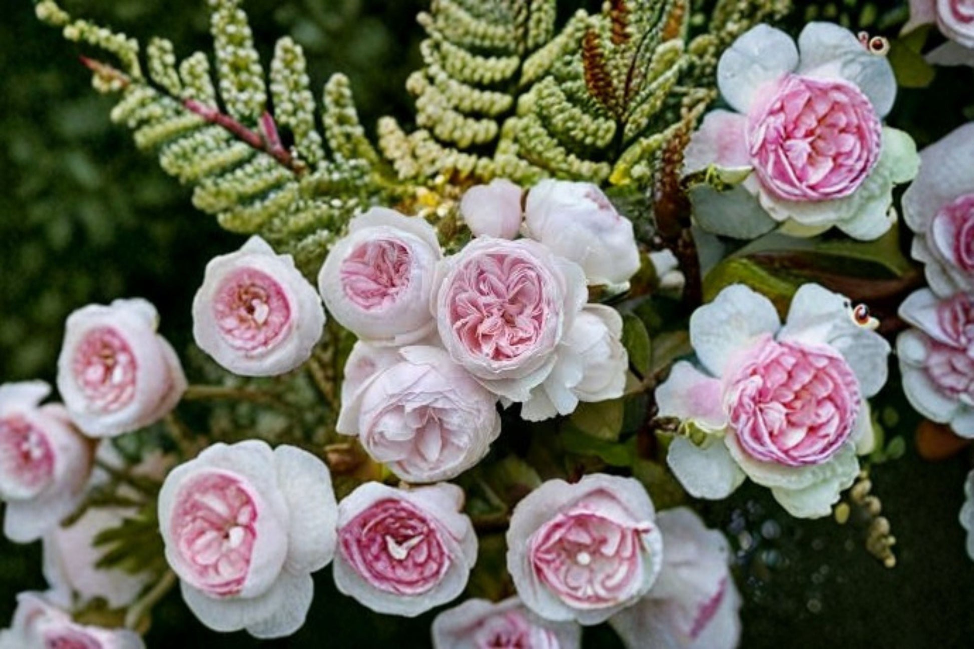Earth Angel Rose Live Plant - 1.5 Gal Blush Pink Floribunda Rose, Rosa 'Earth Angel', Fragrant Peony-Shaped Blooms