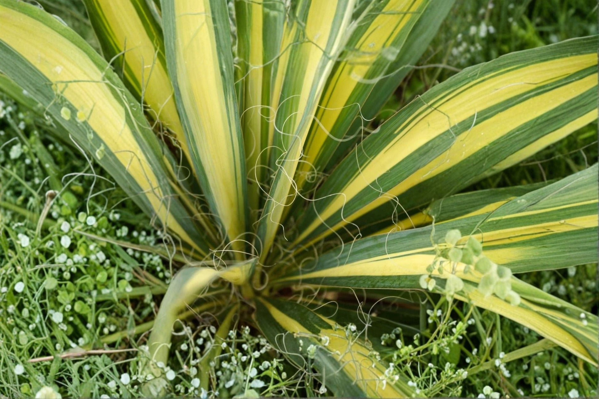 Color Guard Yucca Plants - 10 Live Starter Plants - Variegated Evergreen - Yucca filamentosa 'Color Guard'