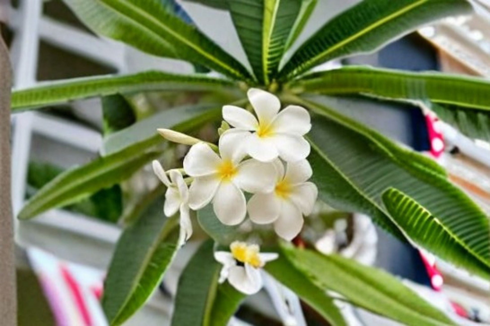 White Plumeria Cutting 6-8" - Plumeria rubra - Tropical Flowering Tree with White Flowers & Yellow Centers