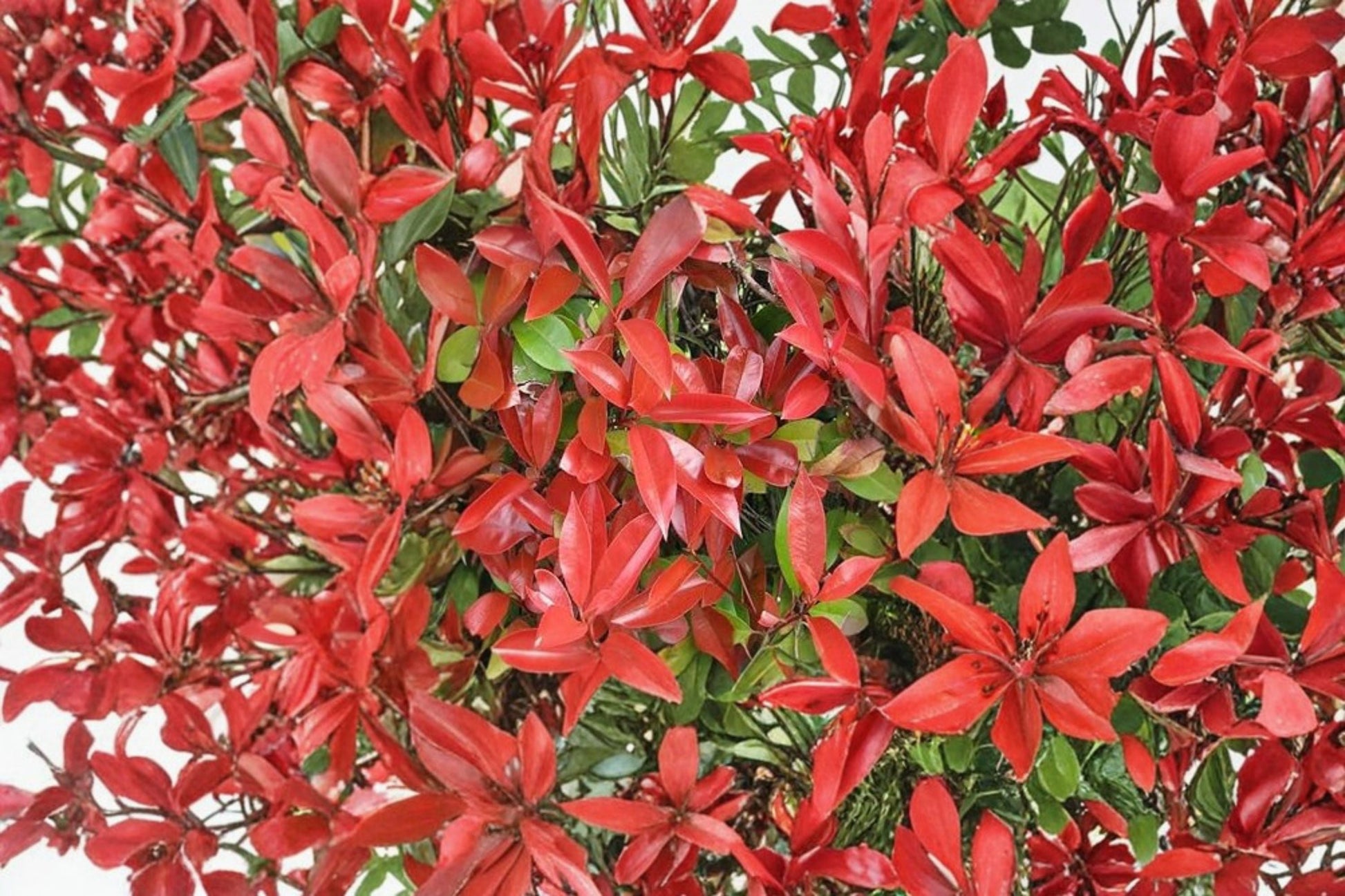 Red Tip Photinia Plant 2.5" Nursery Cube - Evergreen Shrub, Photinia × fraseri, Bright Red Foliage for Hedges & Borders