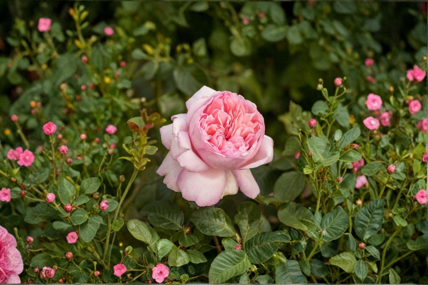 Fragrant Peach Pink Mauritia Rose Live Plant - Rosa hybrid, Tantau Garden Rose with Apricot Button Eye, Disease Resistant