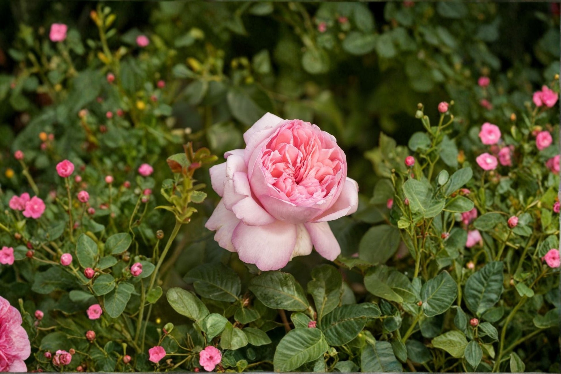 Fragrant Peach Pink Mauritia Rose Live Plant - Rosa hybrid, Tantau Garden Rose with Apricot Button Eye, Disease Resistant