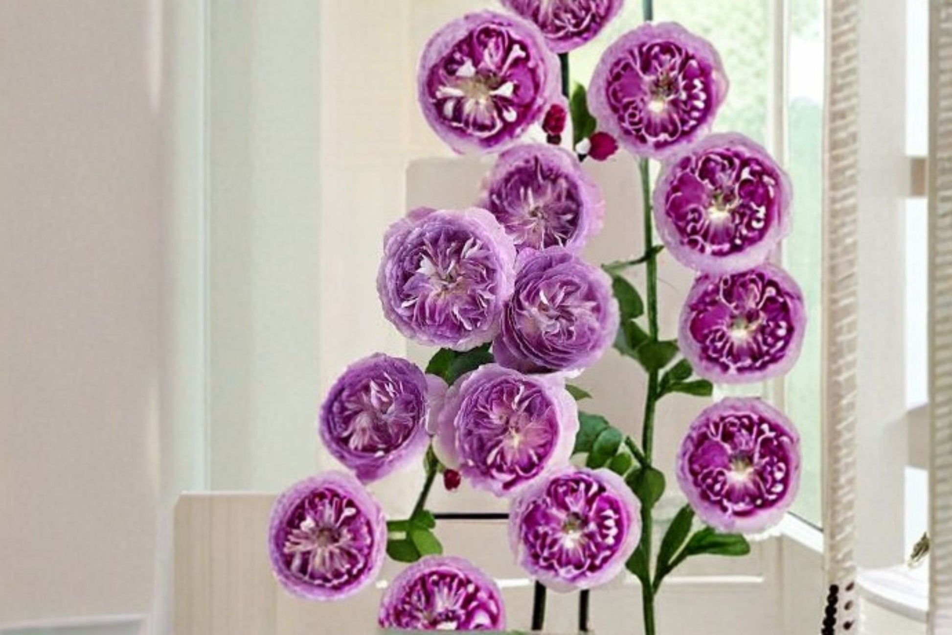 Blue Moon Stone Rose Live Plant - Fragrant Lavender Blue Garden Rose - Rosa Hybrid - Prolific Blooming Perennial Shrub