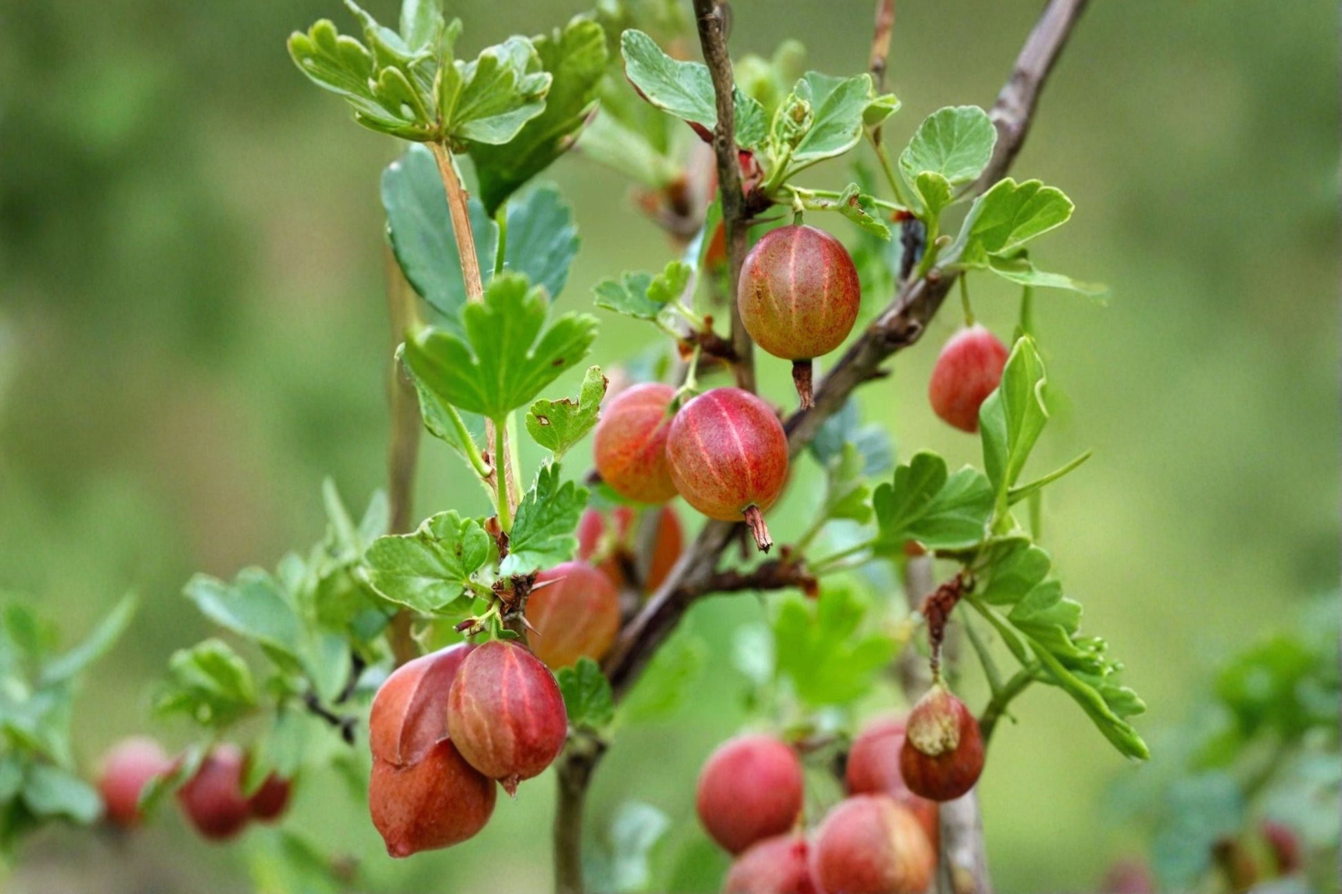 Jahns Prairie Gooseberry Live Rooted Starter Plant - Ribes 'Jahns Prairie' - Cold Hardy Edible Fruit - Zones 3-8