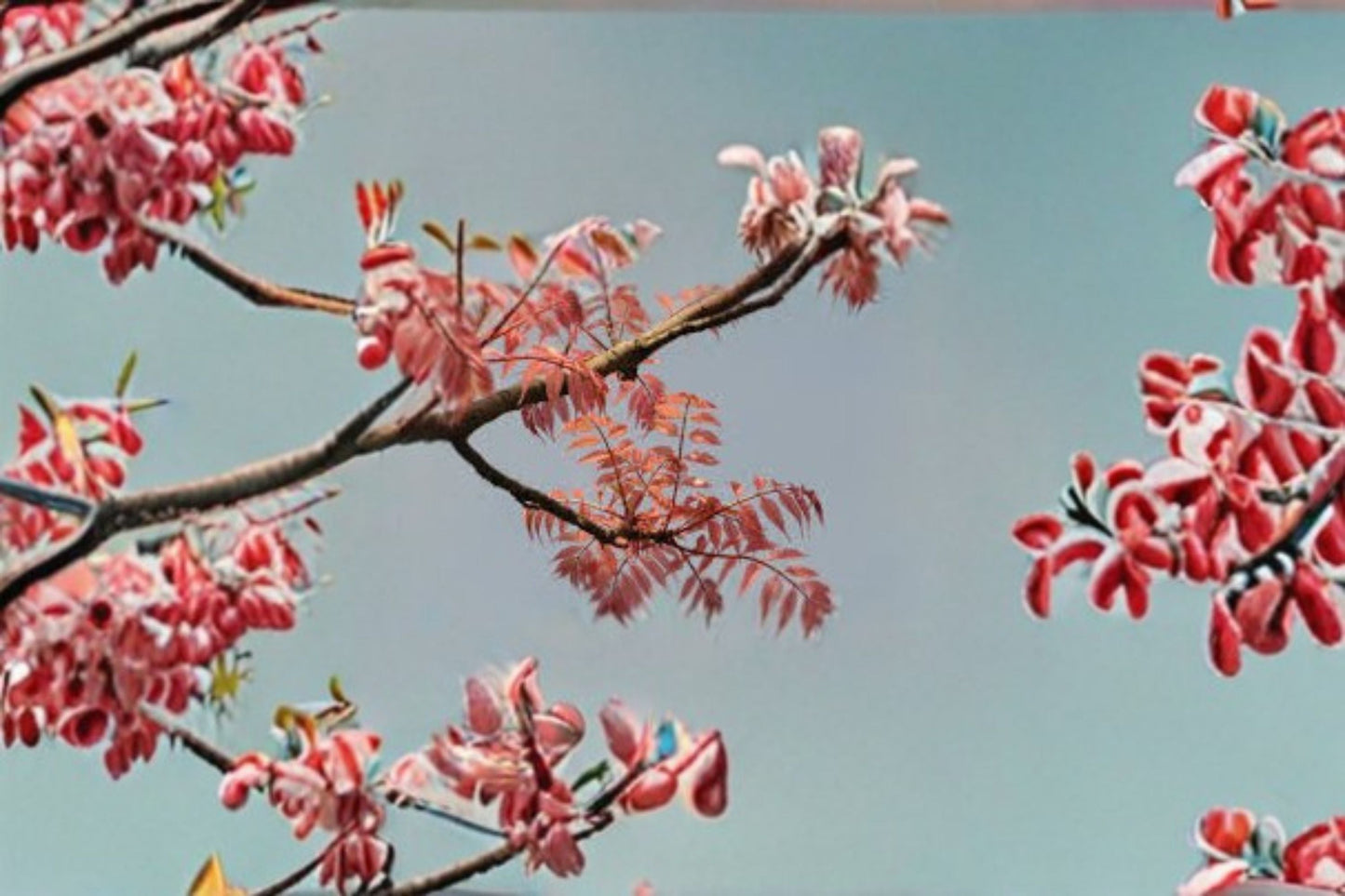 Chinese Toon Seeds - Toona sinensis - Edible Foliage Tree - Garden Plant Seeds for Outdoor Cultivation