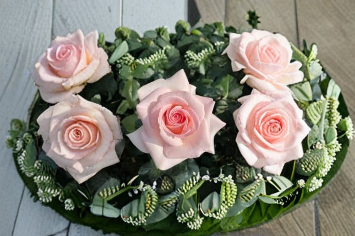 Live Rose Plant - Large Bloom Prince Jardinier Rose - Rosa hybrid - Elegant Cream Pink Flowering Shrub for Gardens and Arrangements