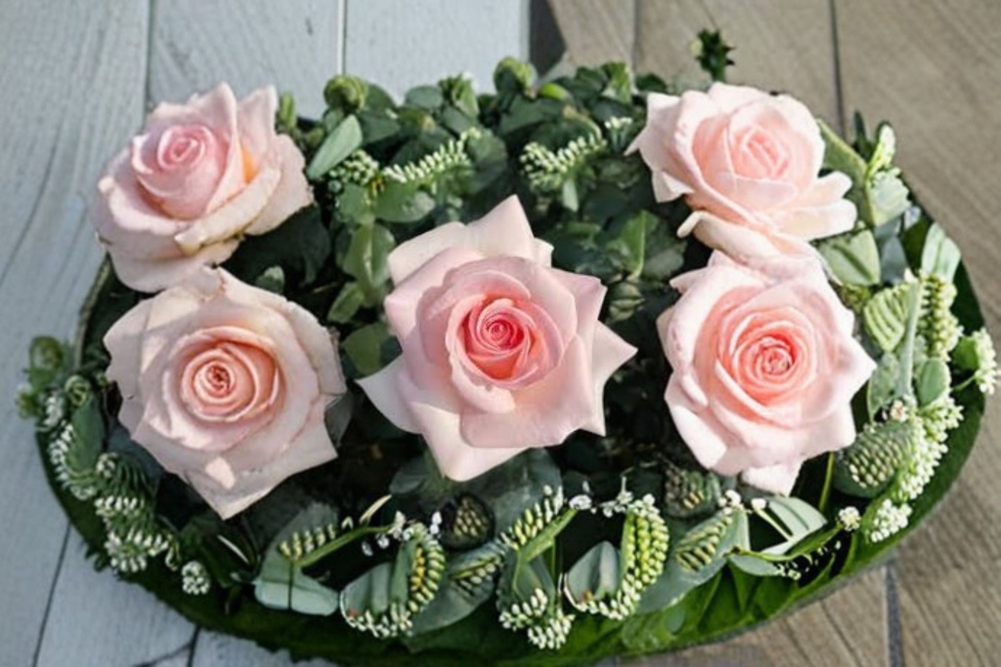 Live Rose Plant - Large Bloom Prince Jardinier Rose - Rosa hybrid - Elegant Cream Pink Flowering Shrub for Gardens and Arrangements