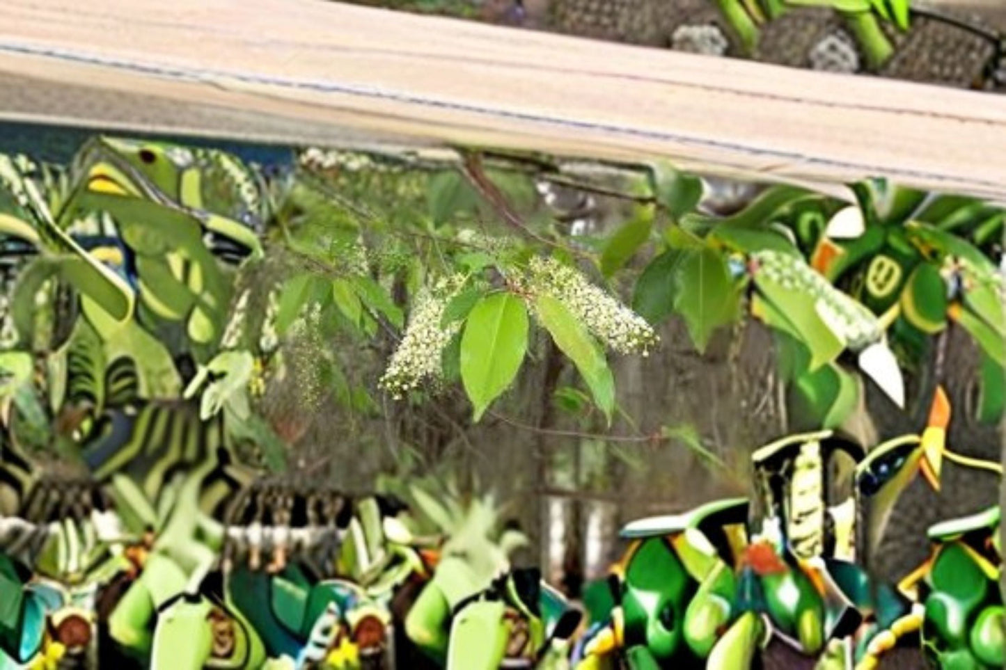 Carolina Cherry Laurel Plant - 1 Live Evergreen Shrub - Prunus caroliniana - Glossy Green Foliage for Hedges and Screens