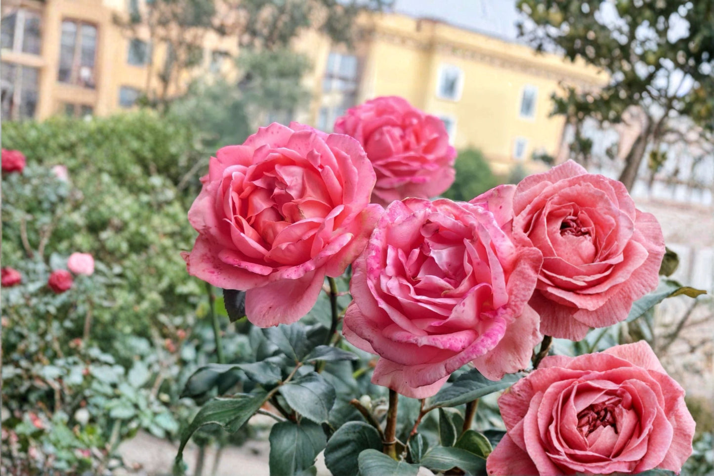 Bijou Corail Rose Live Plant - Deep Pink Delbard Garden Rose - Rosa hybrid - Fragrant, Repeat Blooming, Ornamental Shrub