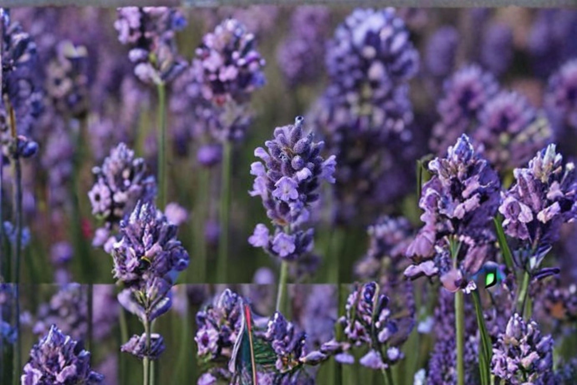 Super Blue Lavender Plant – Lavandula angustifolia ‘SuperBlue’ – Fragrant Purple-Blue Blooms – Drought Tolerant Perennial Herb