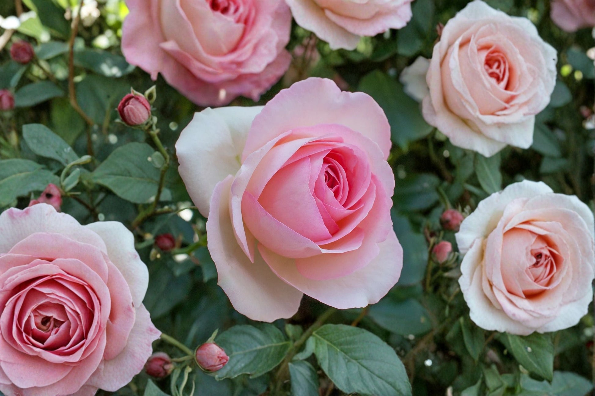 Eden Climbing Rose Live Plant 1.5 Gal Soft Pink Double Blooms Rosa 'Eden' Fragrant Climbing Rose for Trellises and Arbors