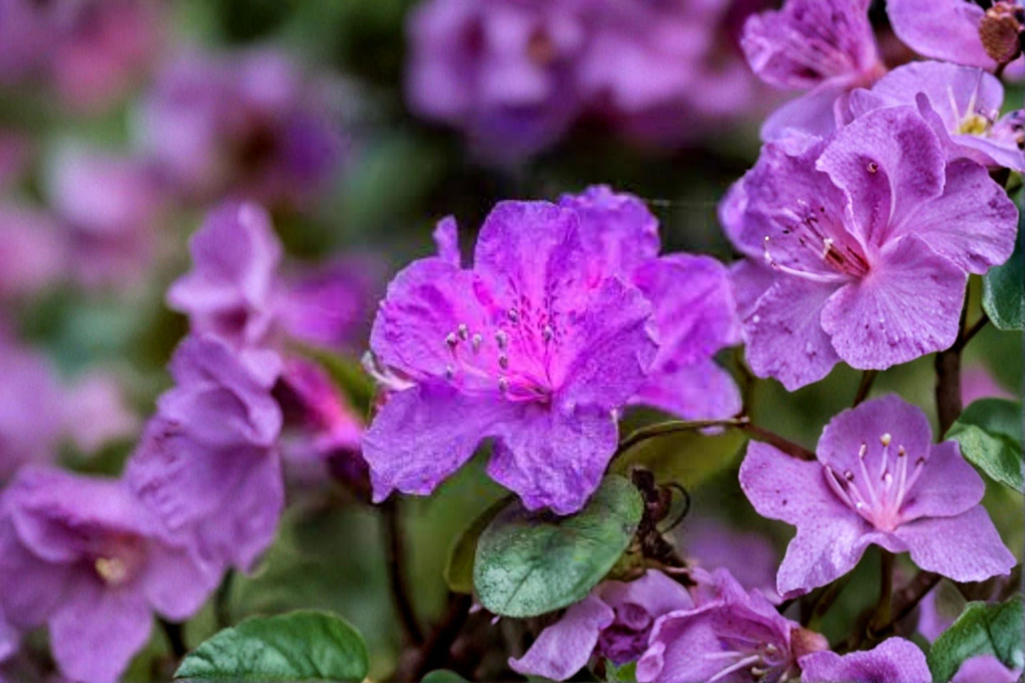 Purple Azalea Live Plant - 10 Inch Flowering Shrub in 4 Inch Pot - Rhododendron spp. - Vibrant Purple Blooms for Gardens