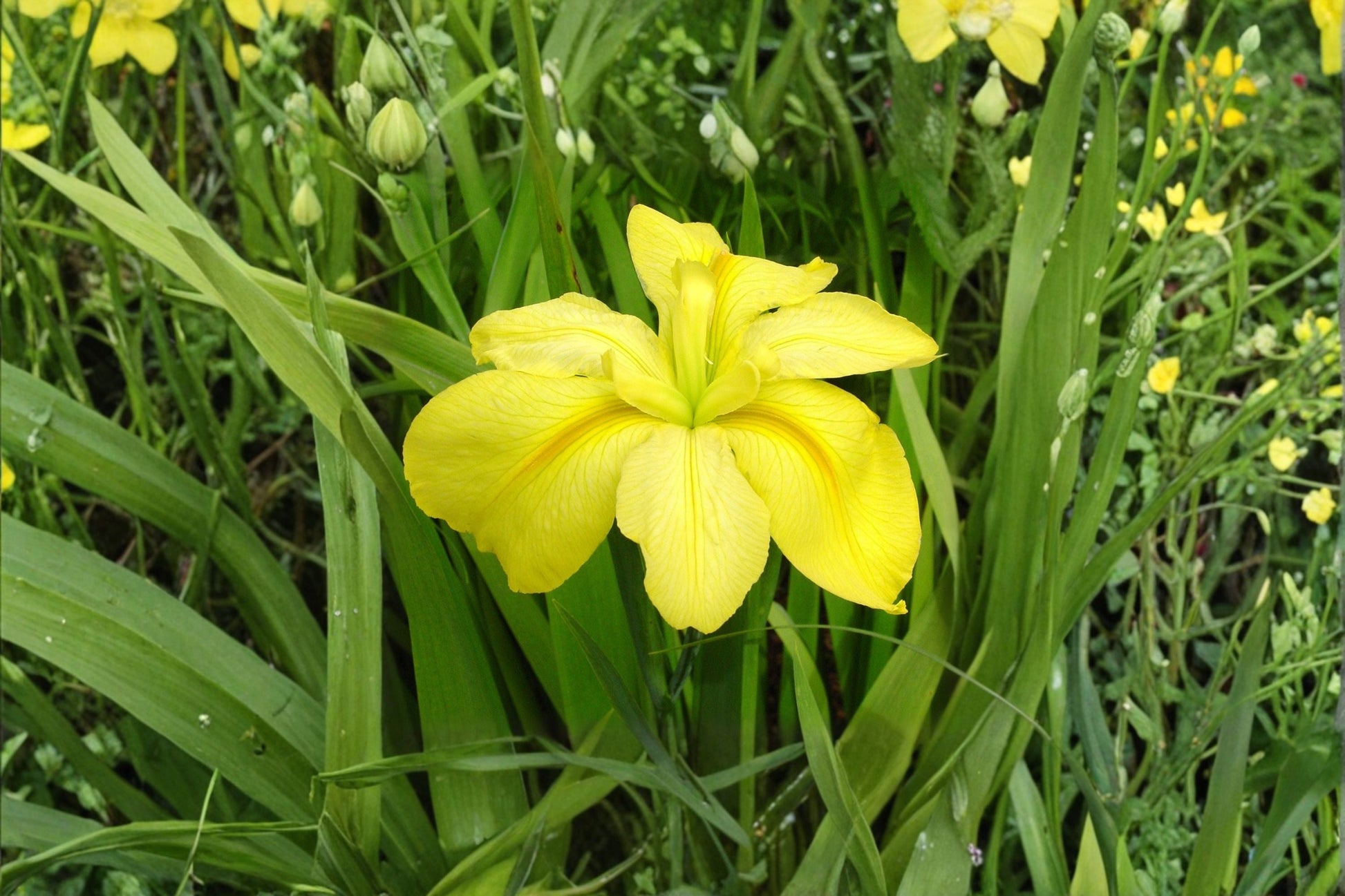 Bare Root Louisiana Yellow Iris Plant - Aquatic Perennial, Iris hexagona Hybrid, Ideal for Water Gardens and Moist Soil