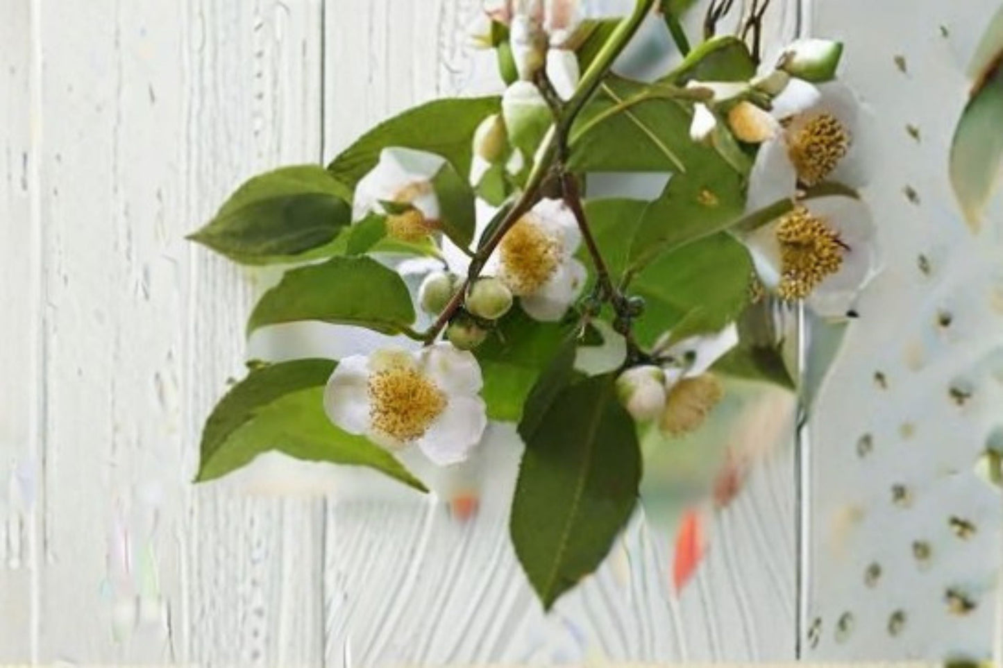 Camellia Tea Plant Live Starter Shrub Large Leaf Assamica Camellia sinensis Var. - Evergreen Edible Garden Container Plant