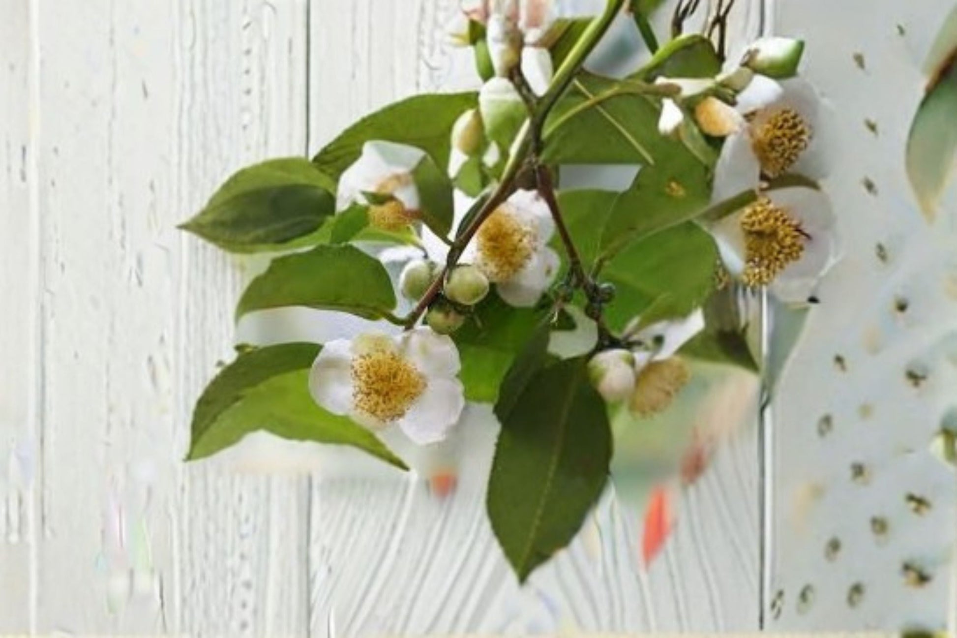 Camellia Tea Plant Live Starter Shrub Large Leaf Assamica Camellia sinensis Var. - Evergreen Edible Garden Container Plant