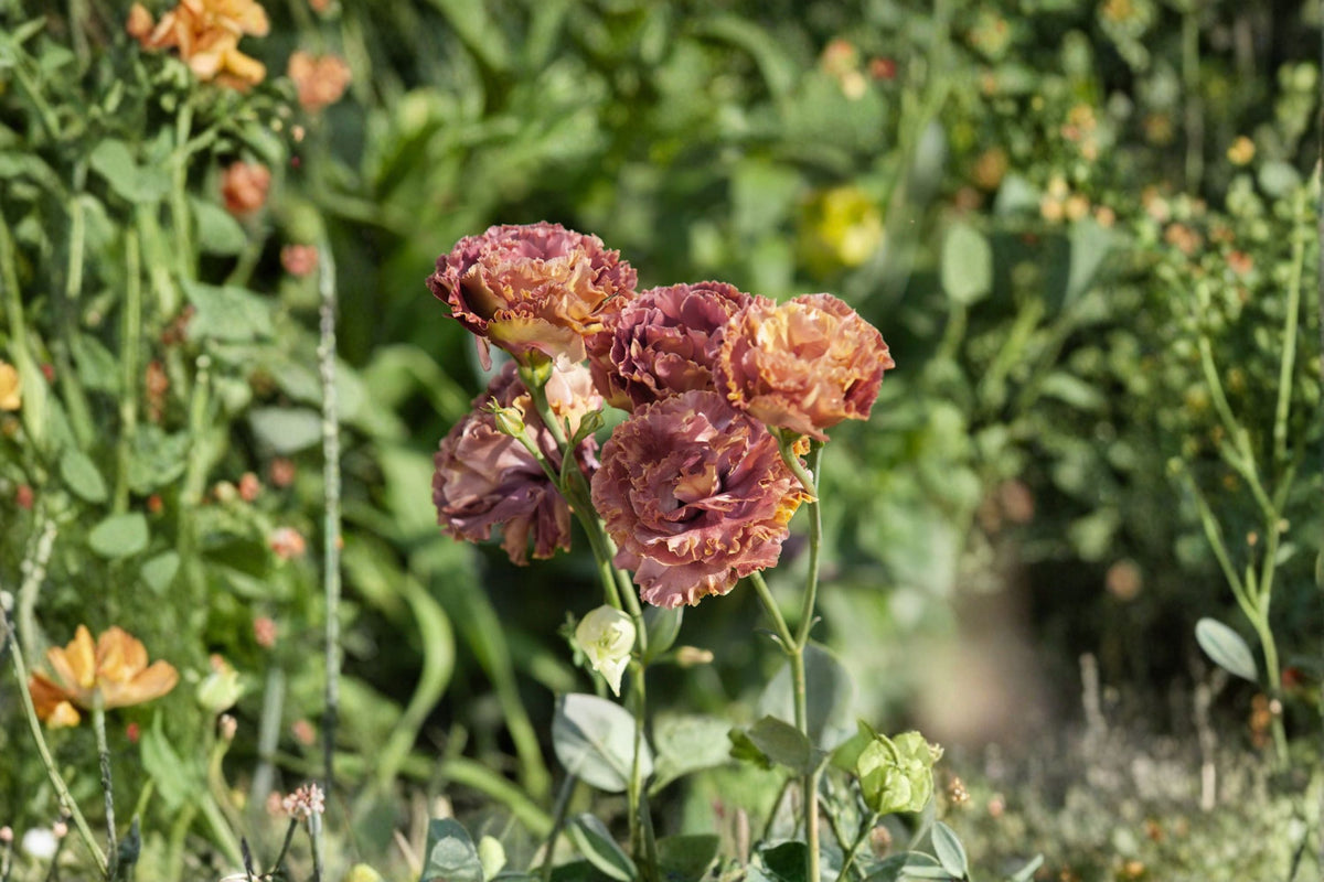 Lisianthus Plant Starter Plug - Rosanne Series - Eustoma grandiflorum - Rose-Like Blooms for Garden or Containers