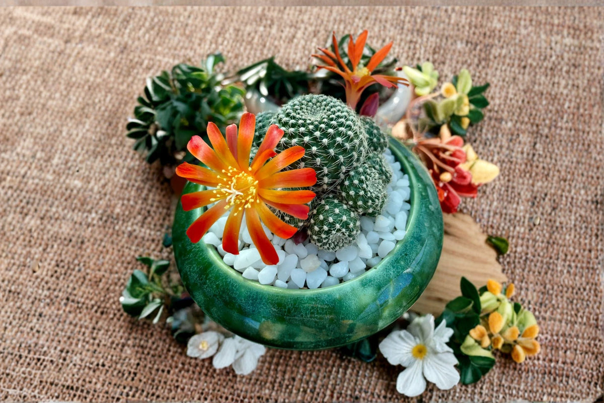 Rebutia Salmon Sandwich Cactus Plant - Rooted Live Succulent - Rebutia spp. - Small Indoor Container Cactus