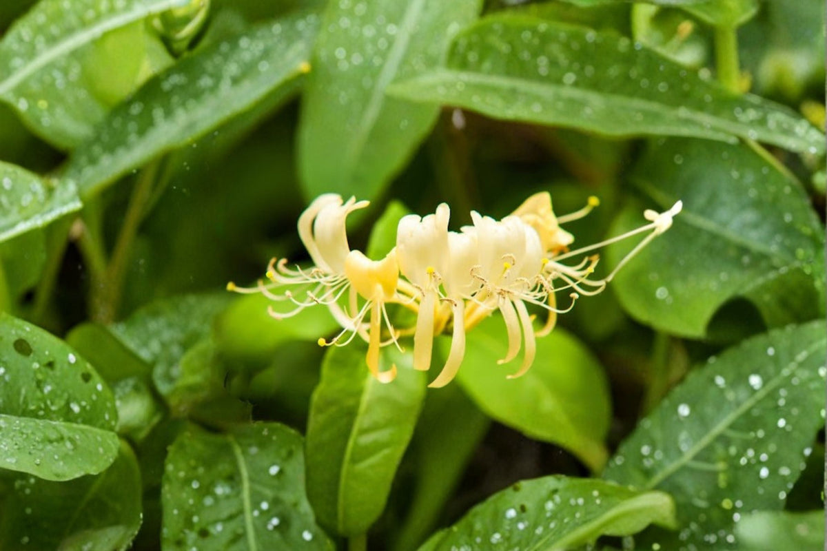Hall's Honeysuckle Plants - 4 Live Rooted Vines - Lonicera japonica - Climbing Flowering Vine with White & Yellow Blooms