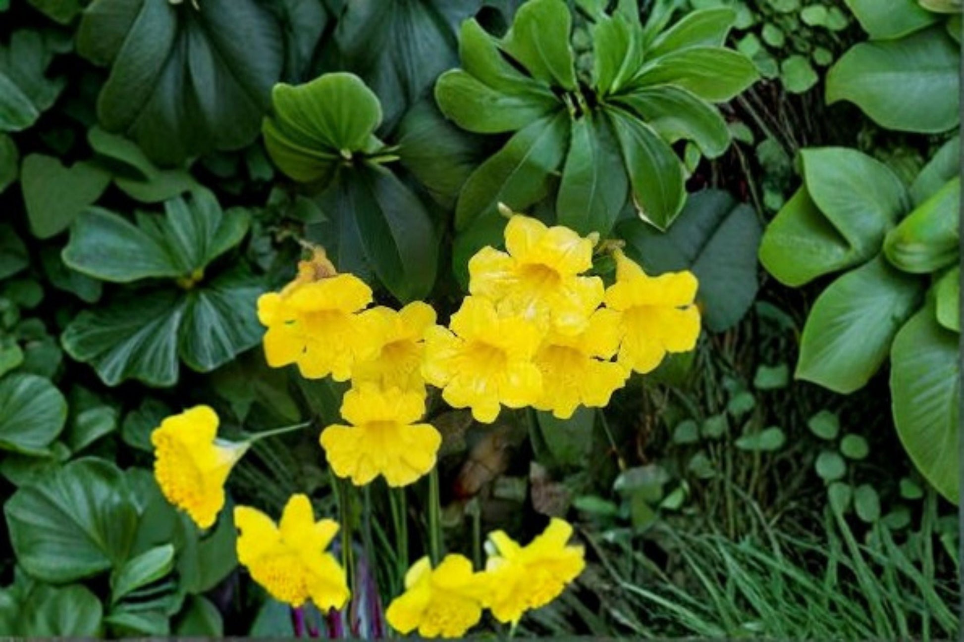 Yellow Crossvine Live Rooted Starter Plant - Bignonia capreolata - Fast Growing Yellow Flowering Climbing Vine for Trellises