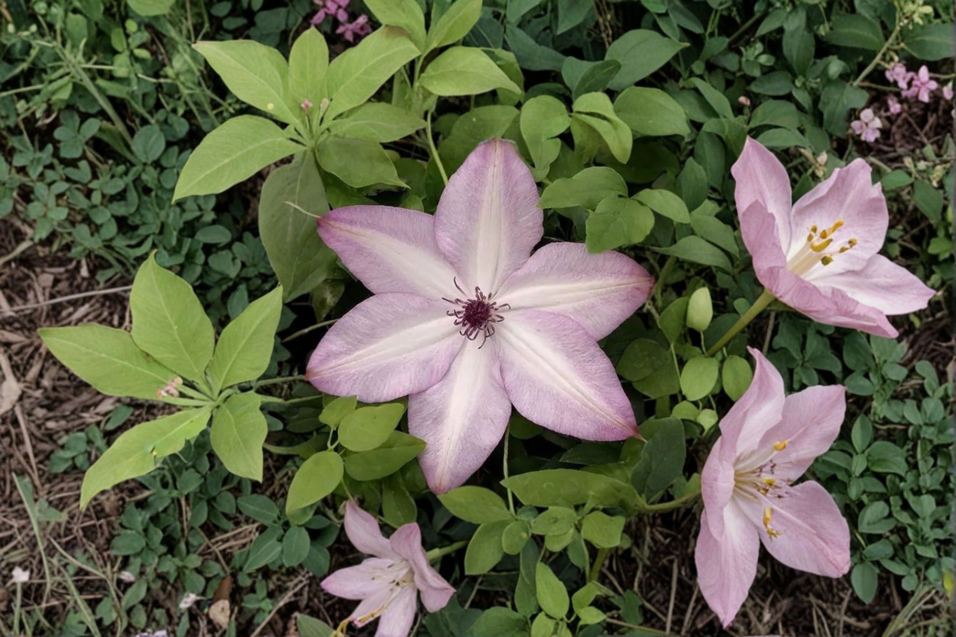 Utopia Clematis Live Plant - Ornamental Climbing Vine - Repeat Flowering - Clematis hybrid - Purple Pink Blooms