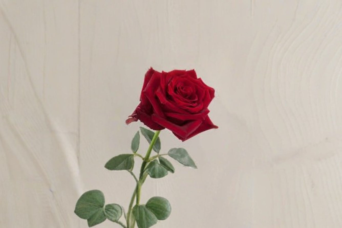 Live Rose Plant - Red Cup Shaped Garden Rose - Rosa hybrid - Fragrant Ornamental Flowering Shrub for Garden and Arrangements