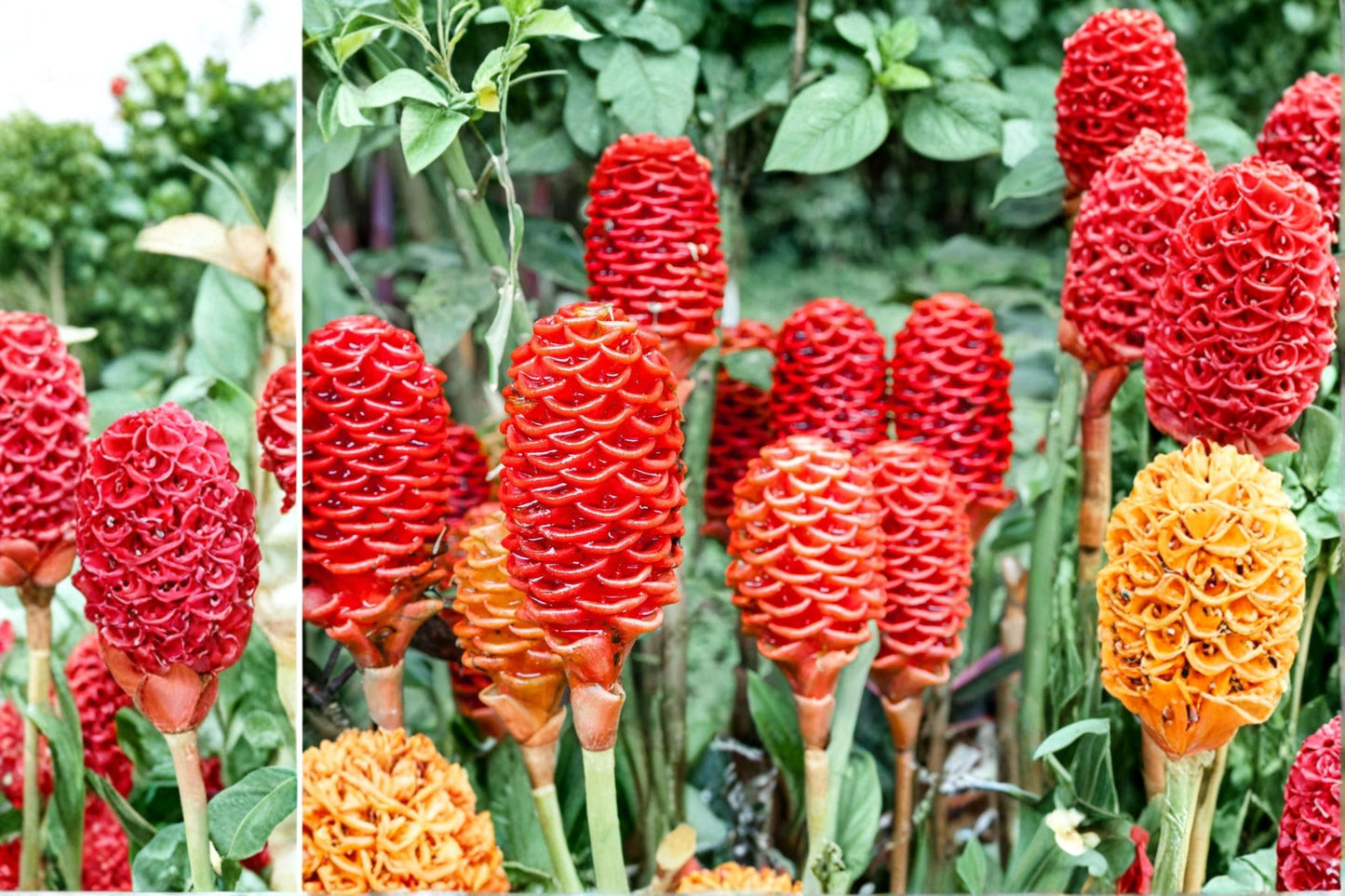 Live Shampoo Ginger Plants - 2 Pack - Awapuhi - Zingiber zerumbet - Tropical Ornamental with Red Flower Cones - 8-12 Inches Tall