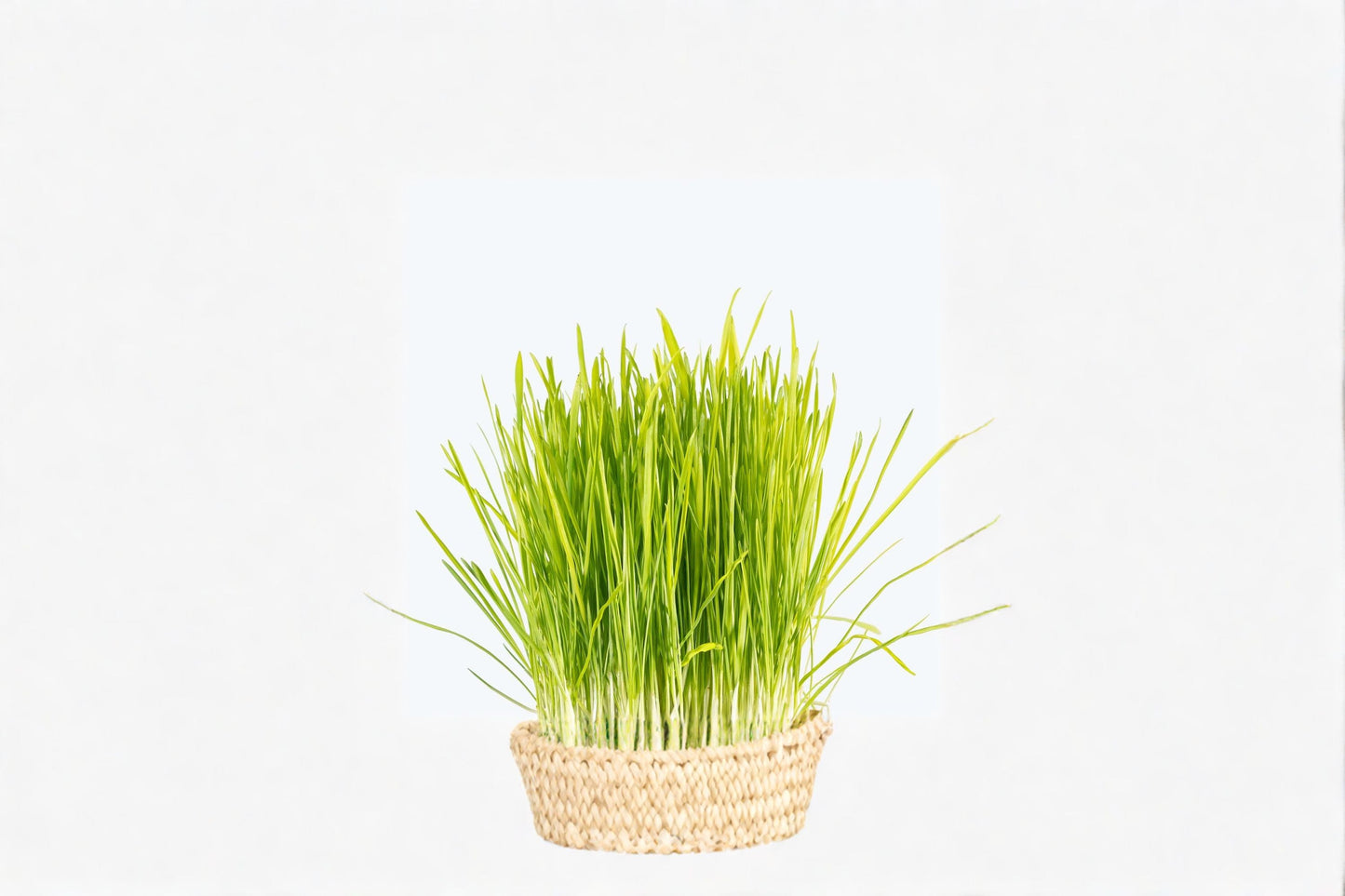 Cat Grass Plant – 1 Live Plant – Edible Green Grass for Pets – Dactylis glomerata – Indoor/Outdoor Container Plant