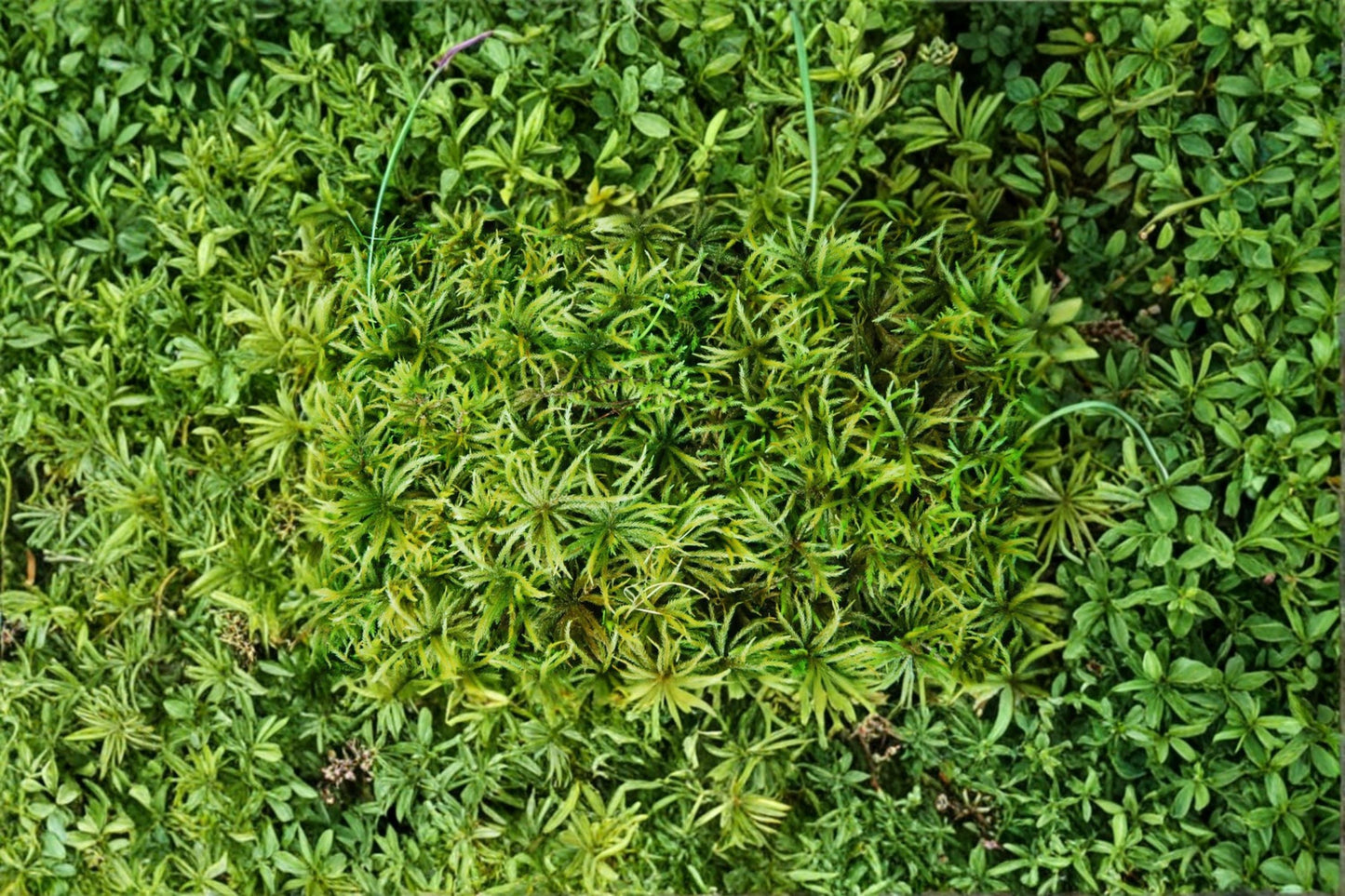 Entodon Moss Plant 4" Live Moss Entodon seductrix - Fine Textured Groundcover for Bonsai & Terrariums