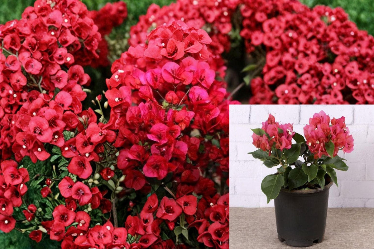 Crimson Bougainvillea Cuttings 6 Pack - Tropical Climbing Plant - Bougainvillea - Deep Red Bracts for Propagation
