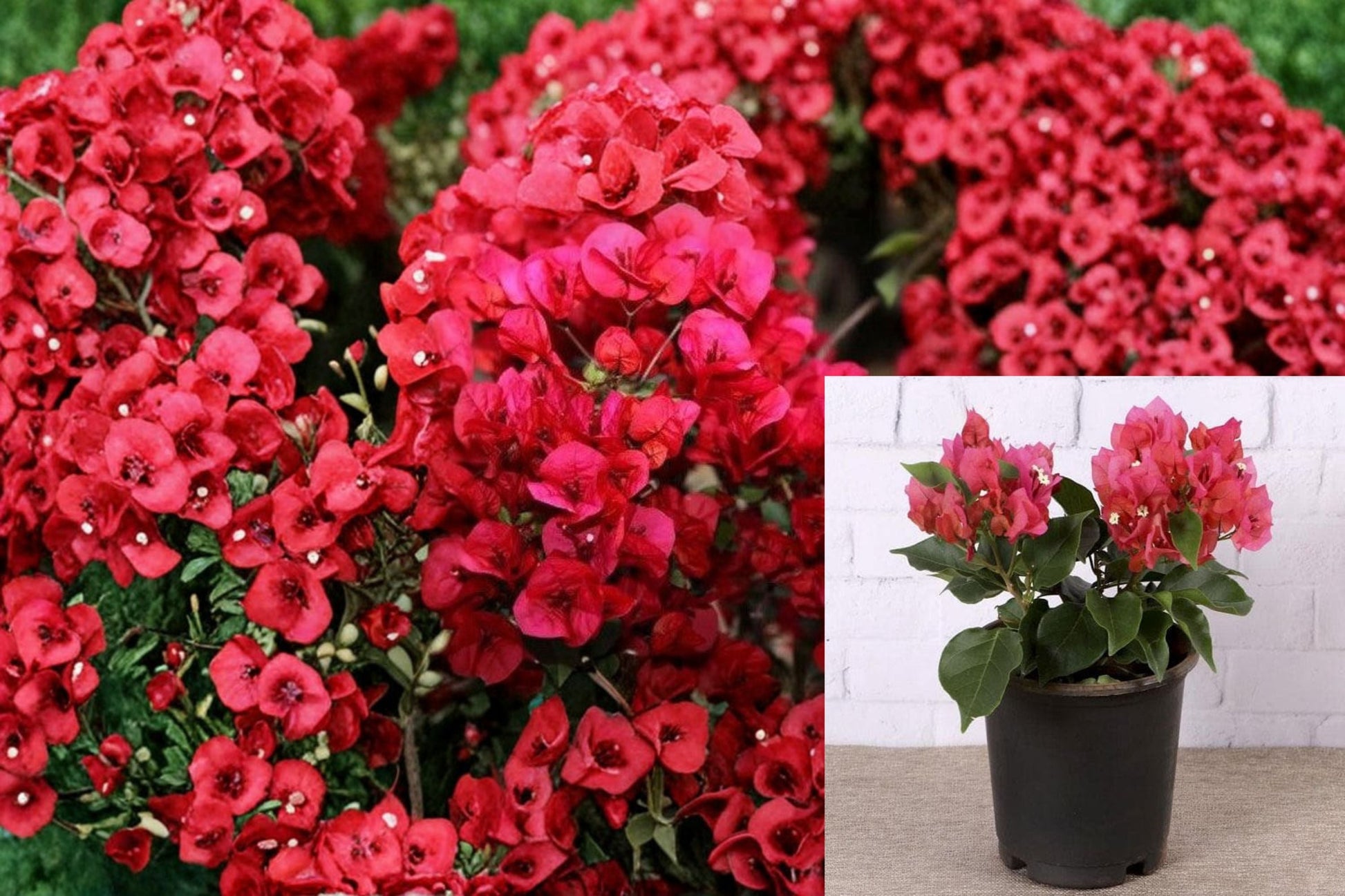 Crimson Bougainvillea Cuttings 6 Pack - Tropical Climbing Plant - Bougainvillea - Deep Red Bracts for Propagation