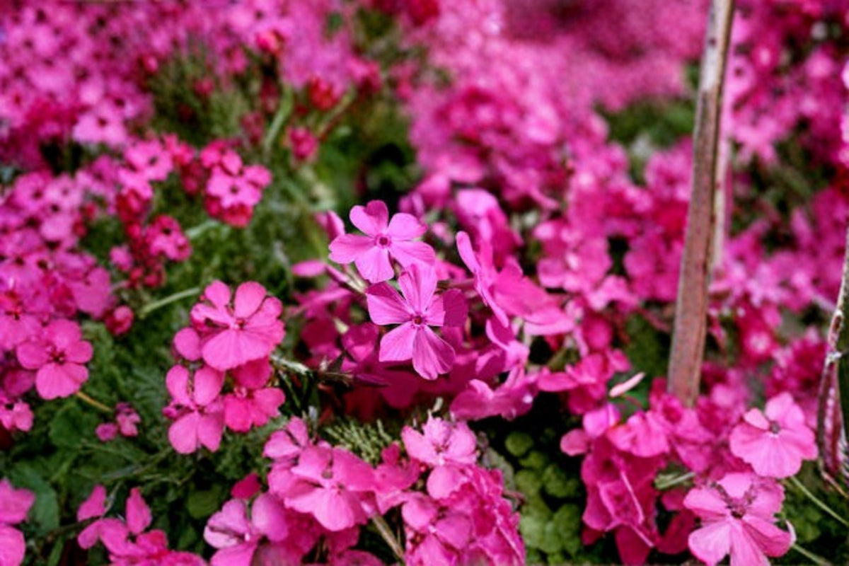 Creeping Phlox Plants - Goldiphlox Cherry - Pink Flowers - Phlox subulata - Groundcover Perennial for Borders & Rock Gardens