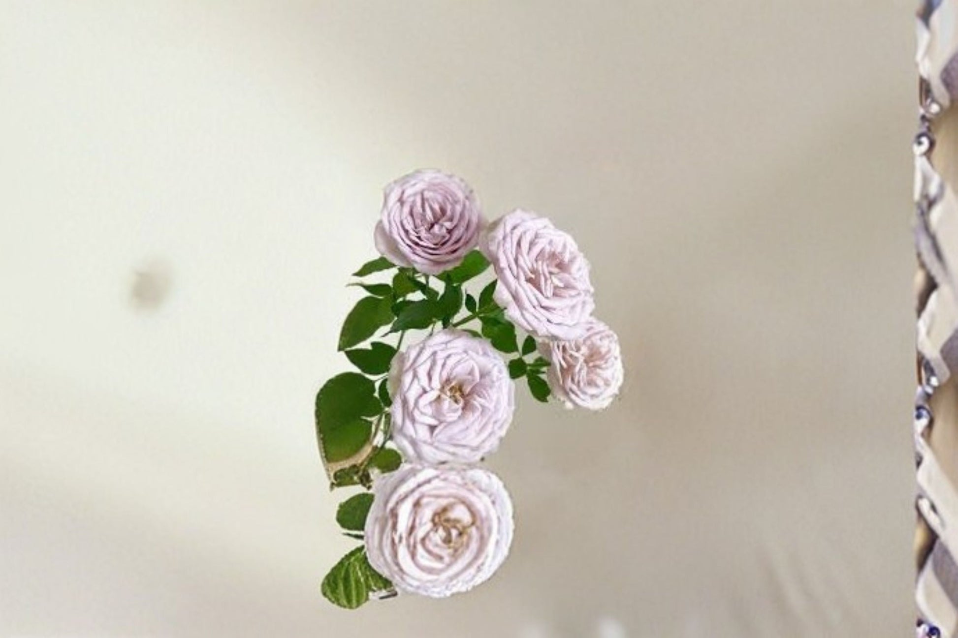 Fragrant Notre Dame Rose Plant - Pink Purple Garden Rose - Rosa Hybrid - Vintage Style Ornamental Shrub