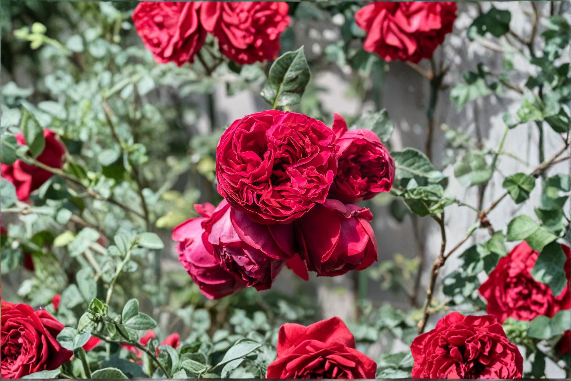 Climbing Rose Live Plant - 1.5 Gal Crimson Red - Rosa 'Red Eden' - Fragrant Double Blooms for Trellises and Arbors
