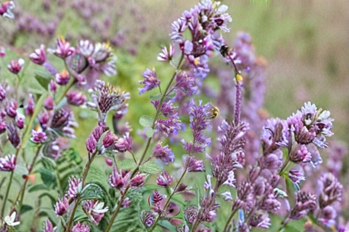 Catnip Plant 3.5" Cube Nepeta cataria Aromatic Herb for Containers and Gardens