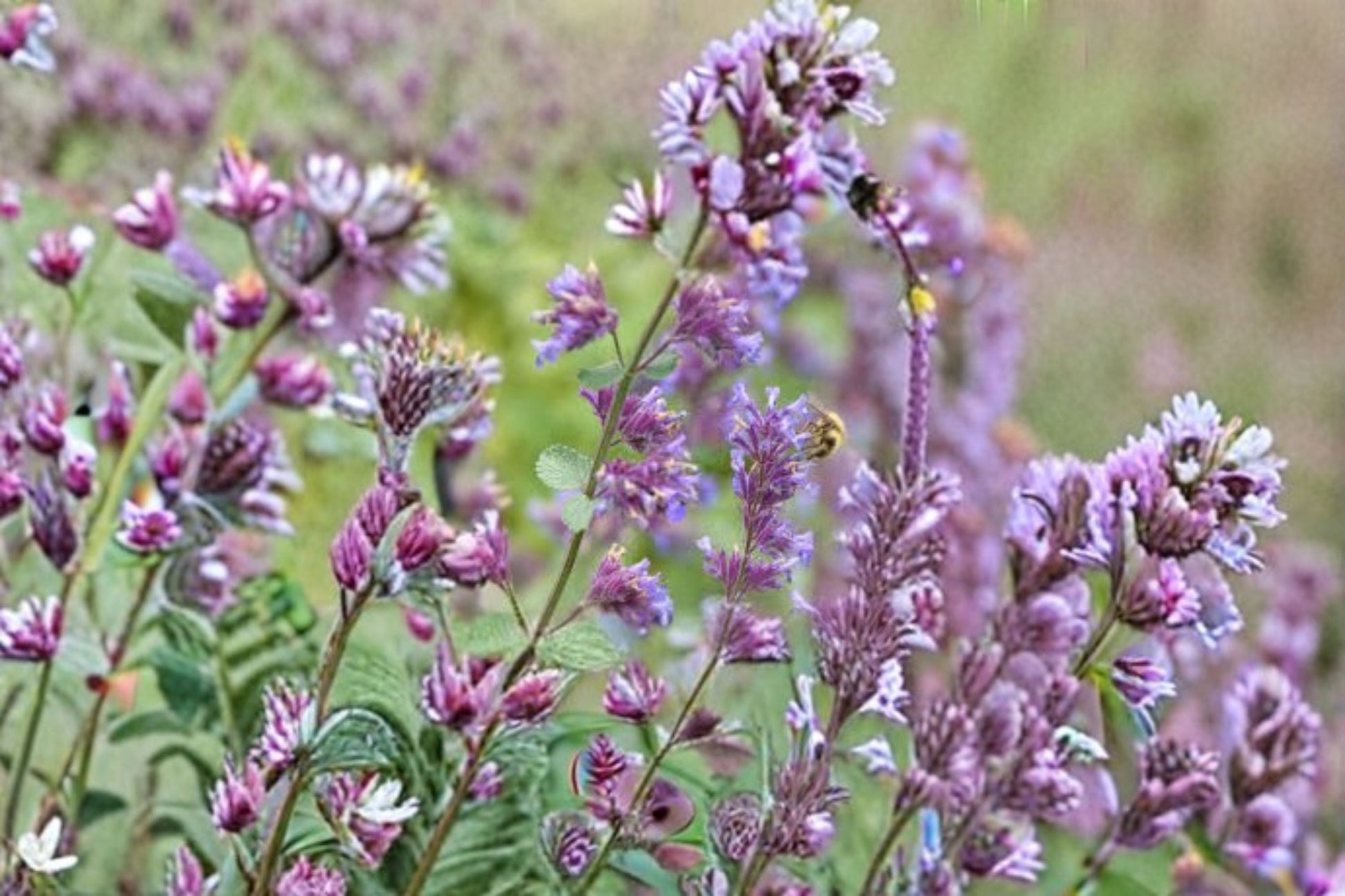 Catnip Plant 3.5" Cube Nepeta cataria Aromatic Herb for Containers and Gardens