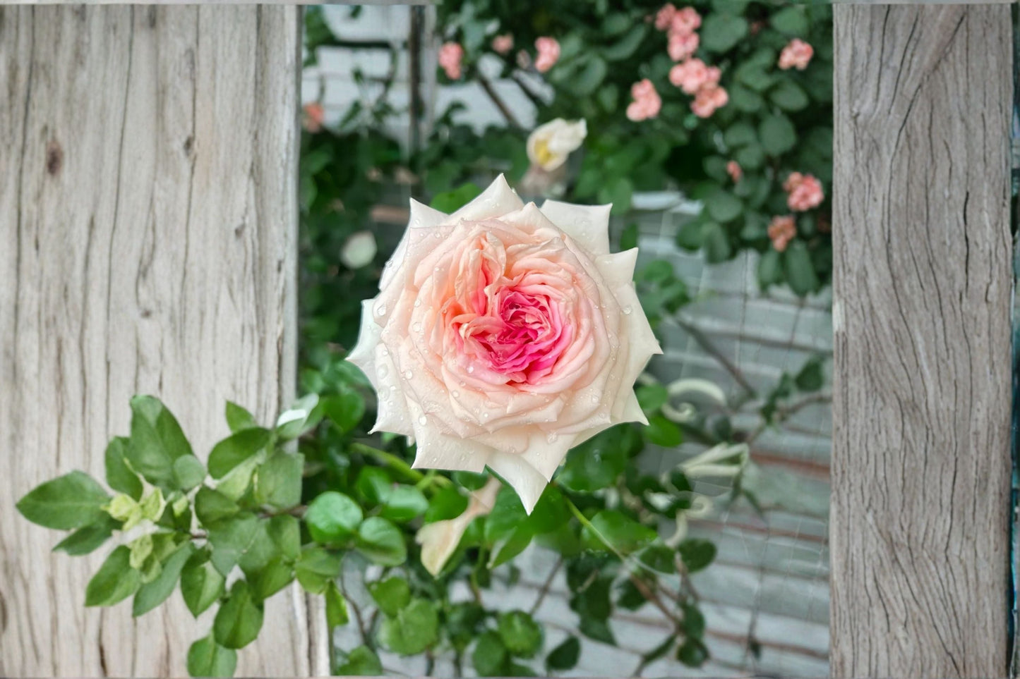 Ragazza Rose Live Plant - Pink White Fragrant Shrub Rose - Rosa hybrid - Own Root, Easy Care, Disease Resistant