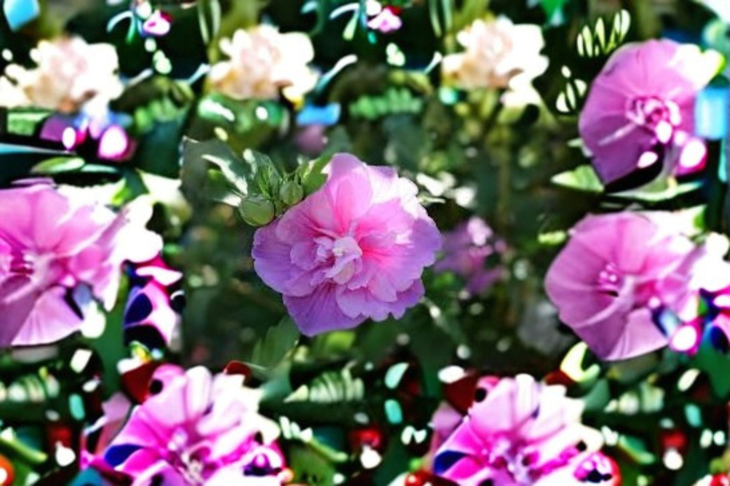 Lavender Chiffon Rose of Sharon Live Plants - 2 Pack - Hibiscus syriacus - Ornamental Shrub for Hedges & Borders