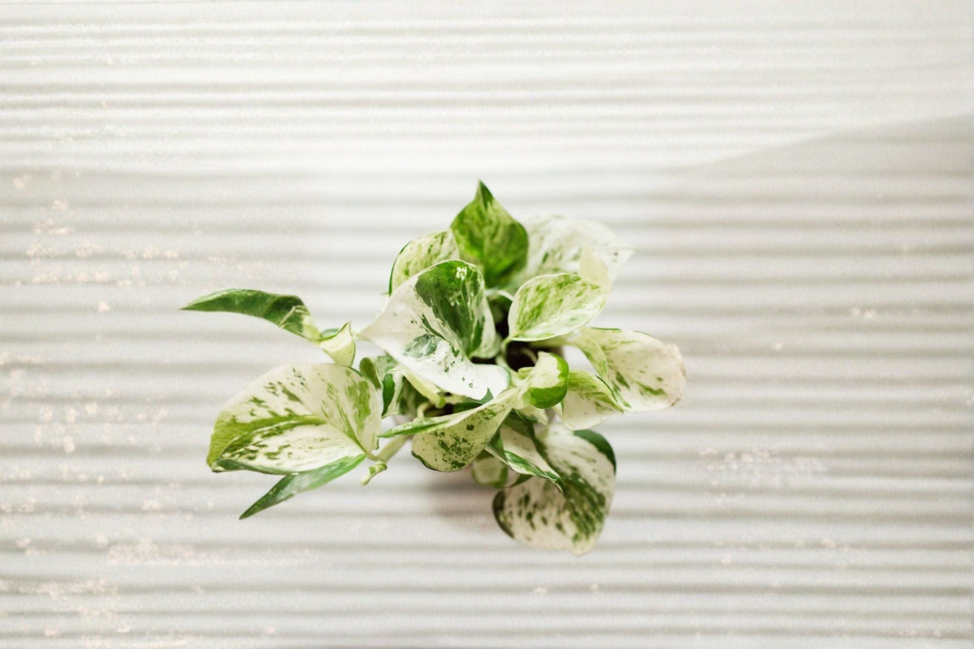 Rooted Cutting Pearls and Jade Pothos - Epipremnum aureum - Variegated Indoor Plant for Easy Care and Home Decor
