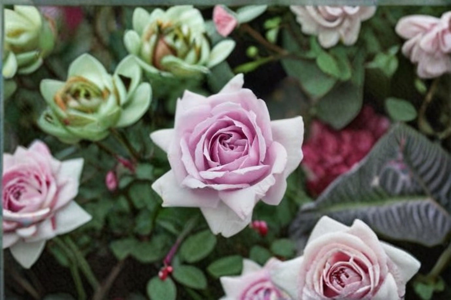 Le Ciel Bleu Rose Live Plant - Lavender Japanese Cut Rose - Rosa hybrid - Fragrant Bluish-Purple Blooms for Gardens & Containers