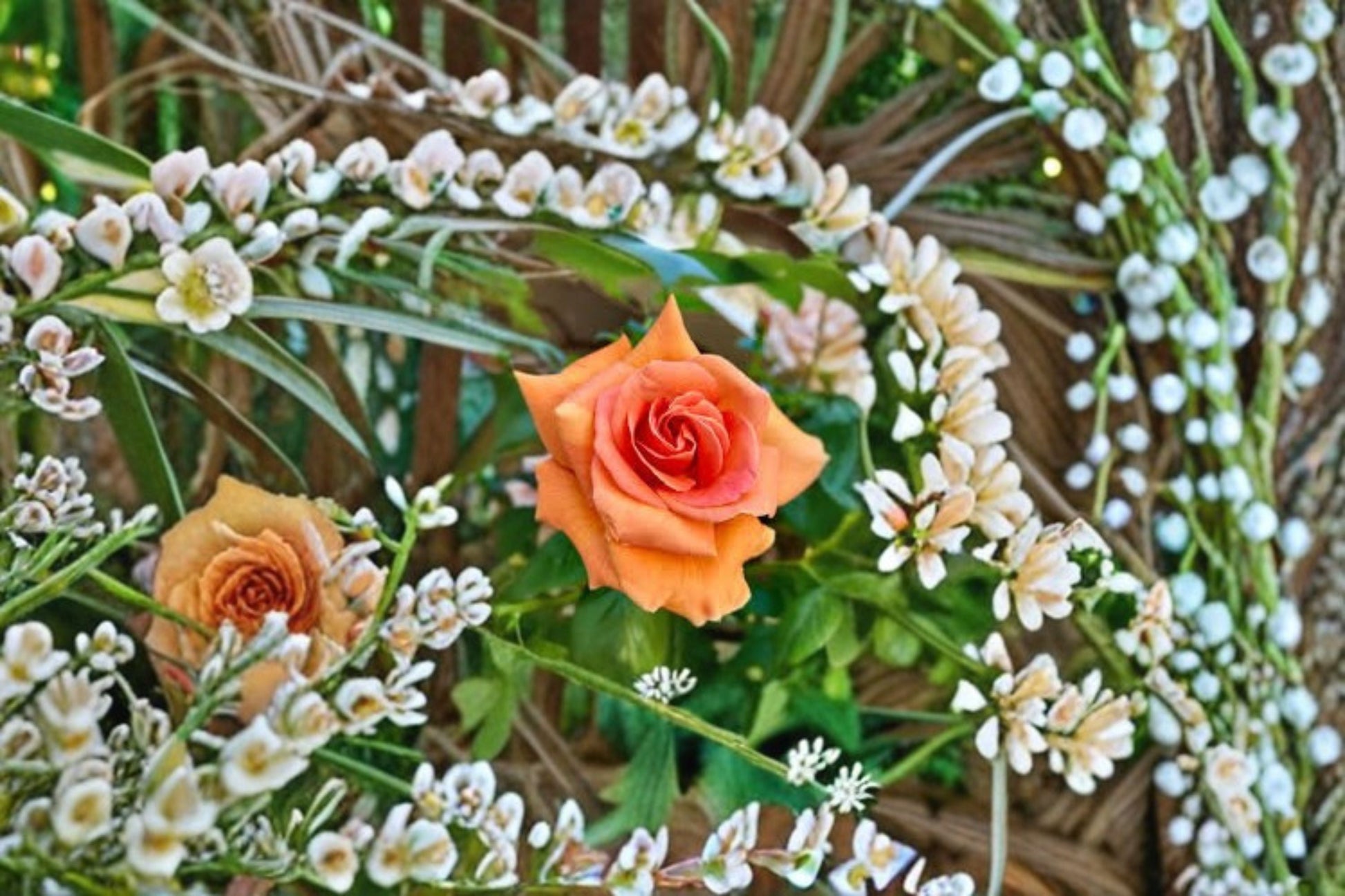 Climbing Rose Live Plant - Apricot Royal Sunset - Rosa hybrid - Easy Care, Repeat Blooming, Ornamental Garden Climber