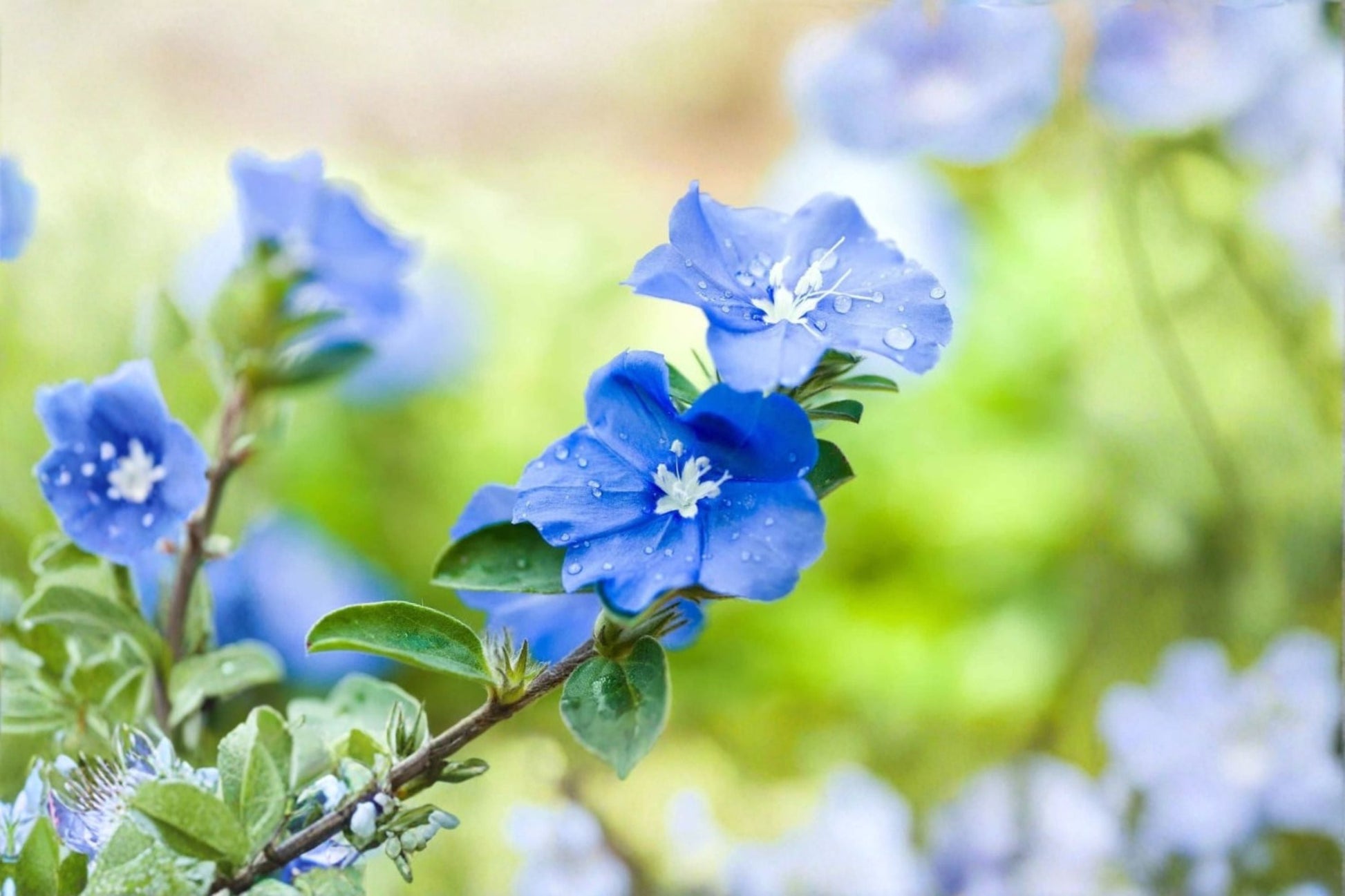 Blue Daze Live Plant - Ground Cover with Bright Blue Flowers - Evolvulus glomeratus - Evergreen Tropical Perennial