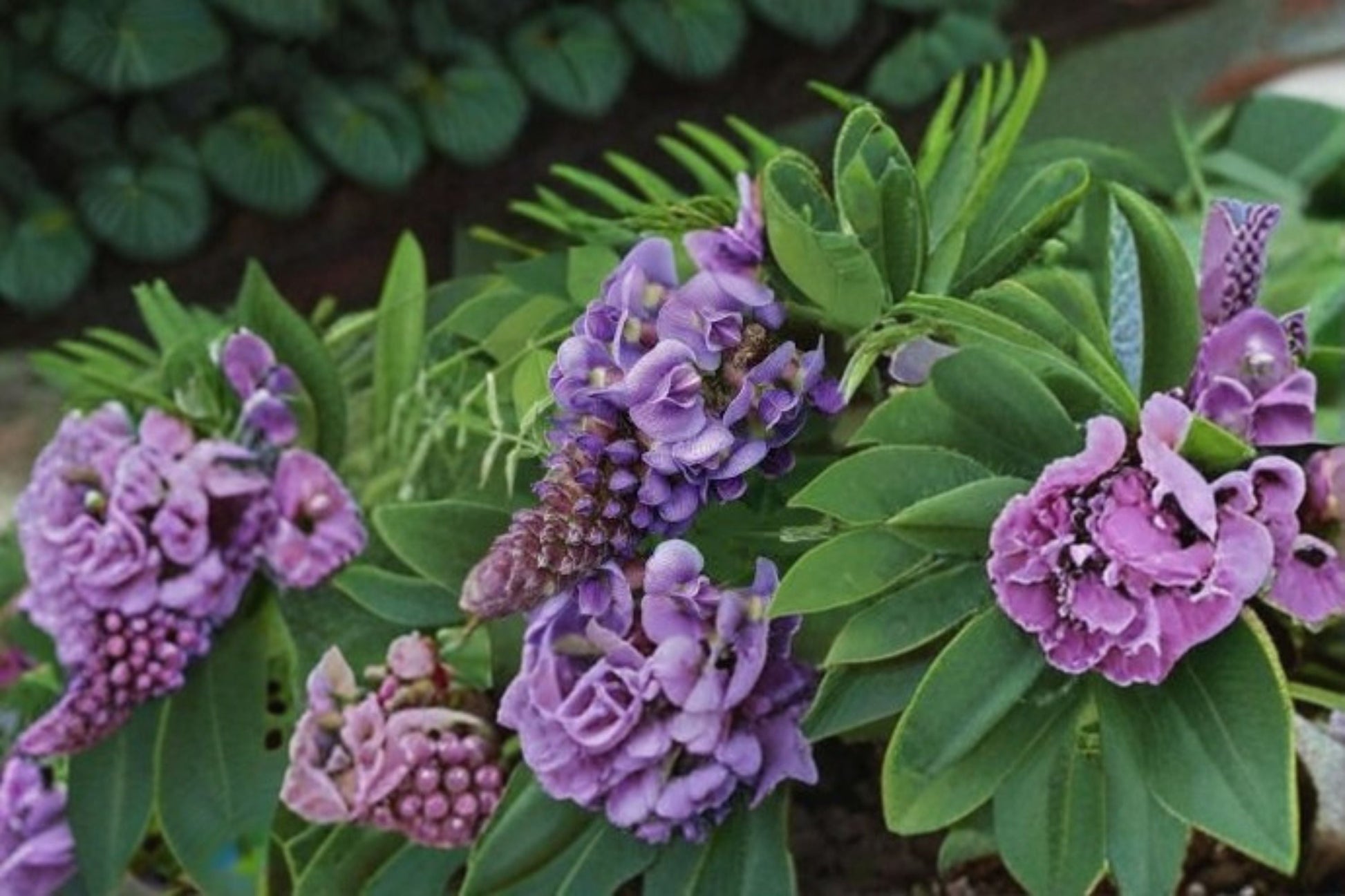 Amethyst Falls Wisteria Starter Plant - Purple Flowering Vine (Wisteria frutescens) - Native, Drought Tolerant, Pollinator Friendly