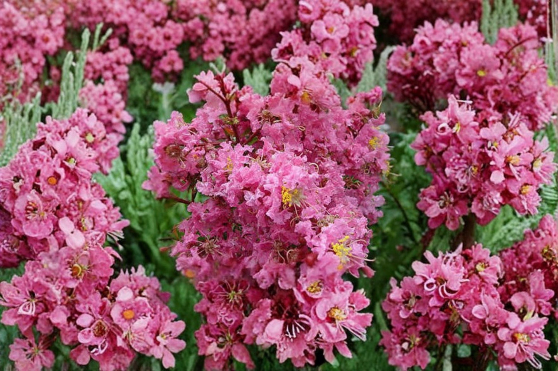 Sioux Pink Crape Myrtle Tree 1 QT Pot - Lagerstroemia indica 'Sioux' - Ornamental Flowering Tree with Pink Blooms