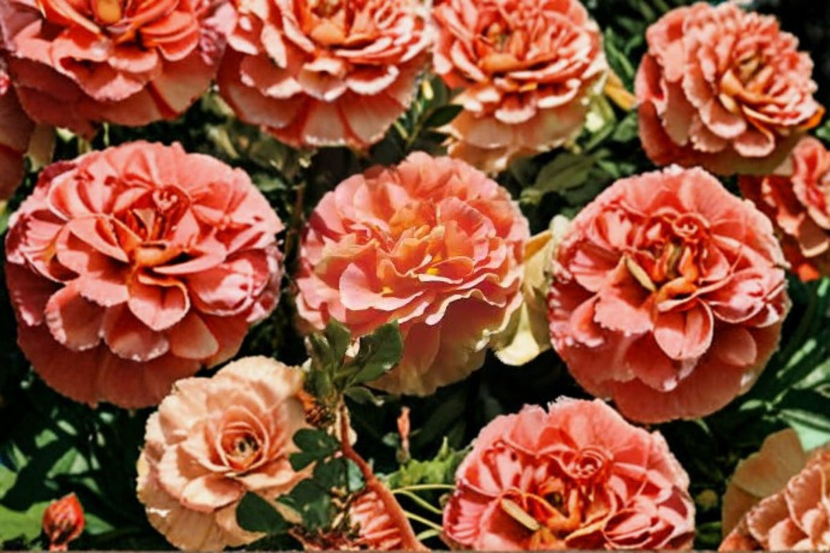 Caribbean Breeze Rose Cuttings - 3 Unrooted Floribunda Cuttings - Rosa ‘Caribbean Breeze’ - Pink Blooms for Propagation