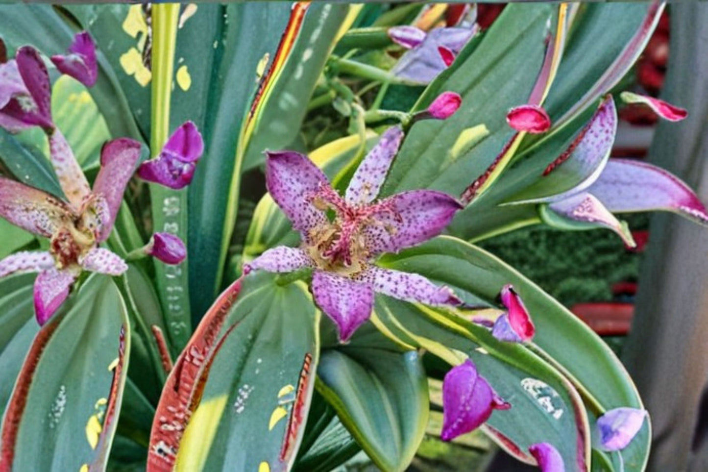 Autumn Glow Toad Lily Live Starter Plant - 4-Inch Pot - Lavender-Purple Flowers - Tricyrtis formosana 'Autumn Glow'